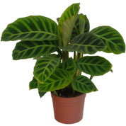 Calathea, feuillage zbr